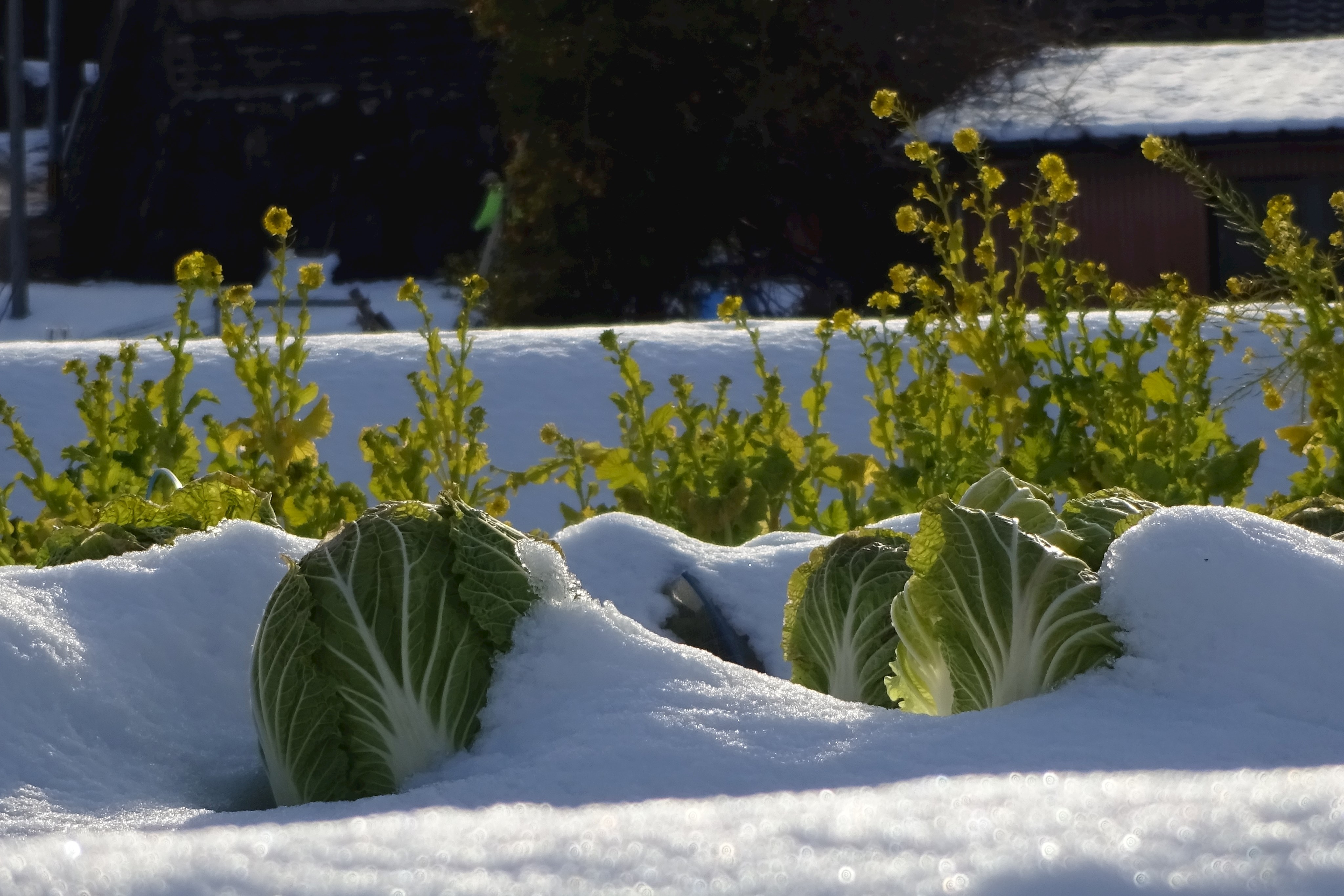 Vortrag Wintergemüse aus dem eigenen Garten – haltbar und gesund