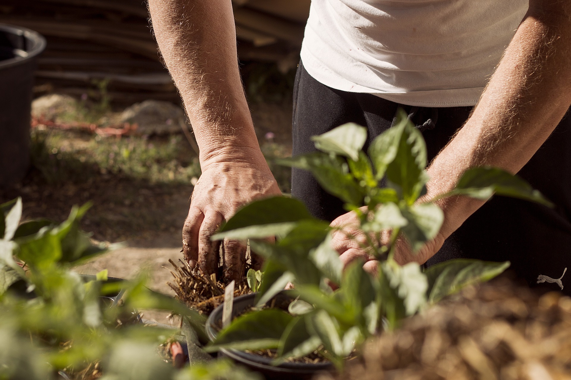 Vortrag „Torfersatzstoffe für Balkon und Garten“